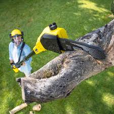 Best Lawn Disease Treatment  in Fellsmere, FL