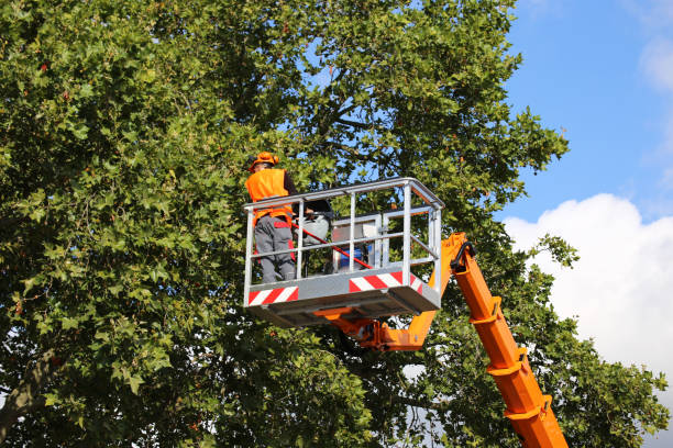 Best Emergency Tree Removal  in Fellsmere, FL