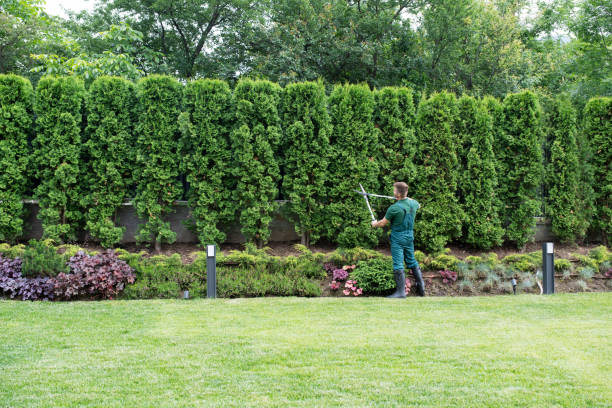 Best Lawn Drainage Solutions  in Fellsmere, FL