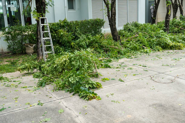 Best Firewood Processing and Delivery  in Fellsmere, FL