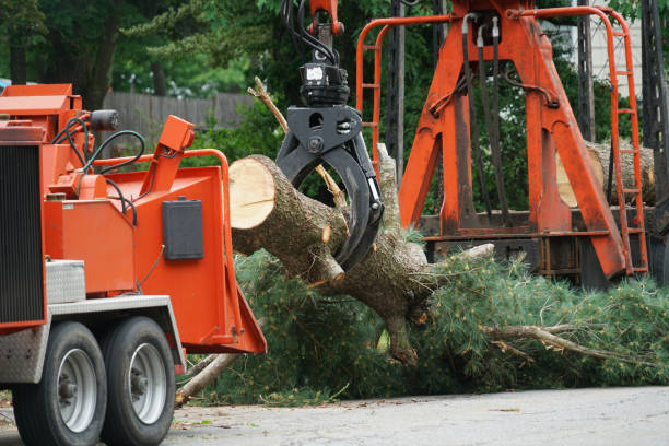 Best Arborist Consultation Services  in Fellsmere, FL