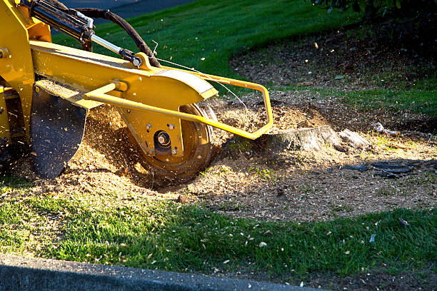 Best Utility Line Clearance  in Fellsmere, FL