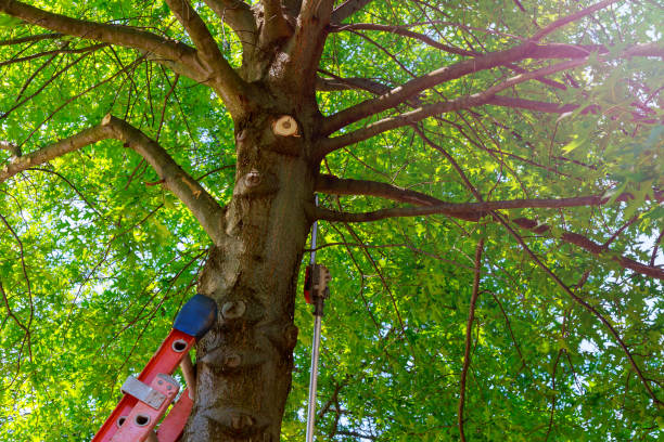 Best Tree Cabling and Bracing  in Fellsmere, FL